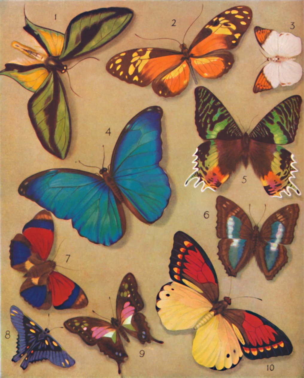 The Marvellous Colour of the Butterflies by Unbekannt