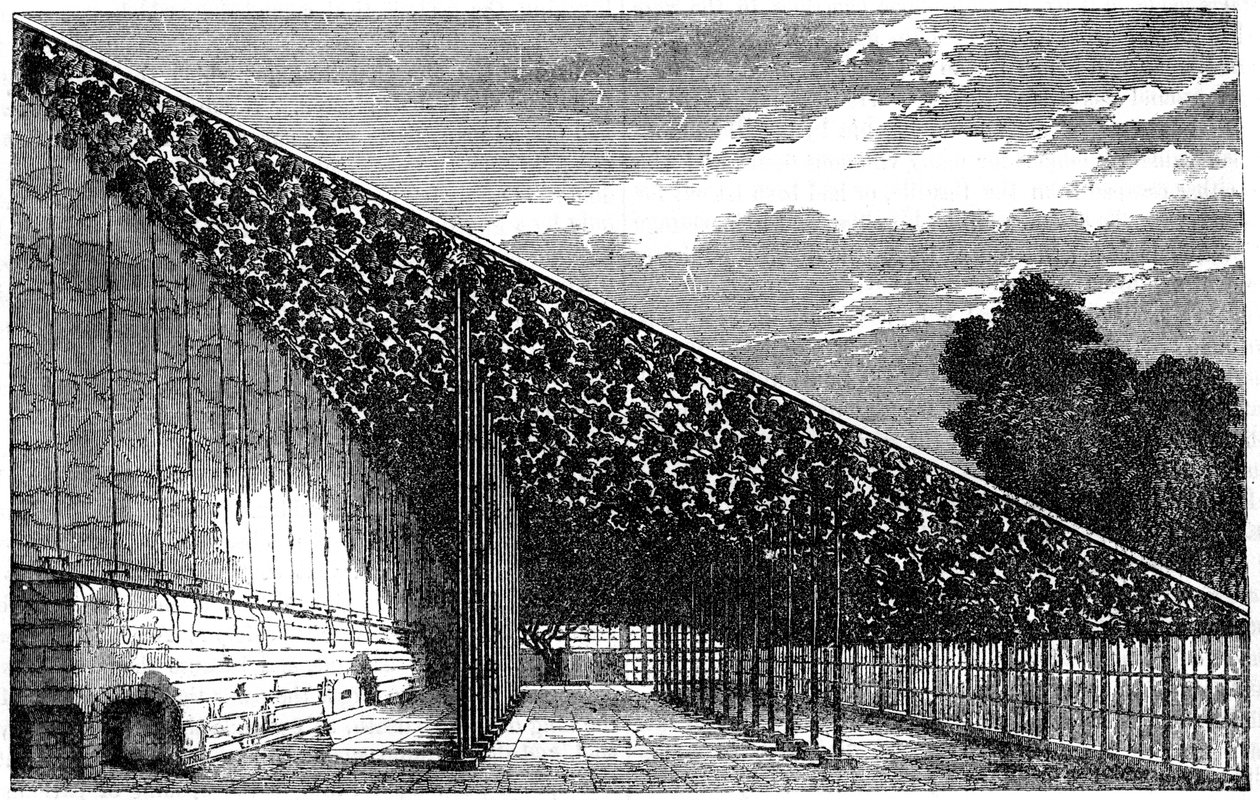 The Vinery at Hampton Court by Unbekannt
