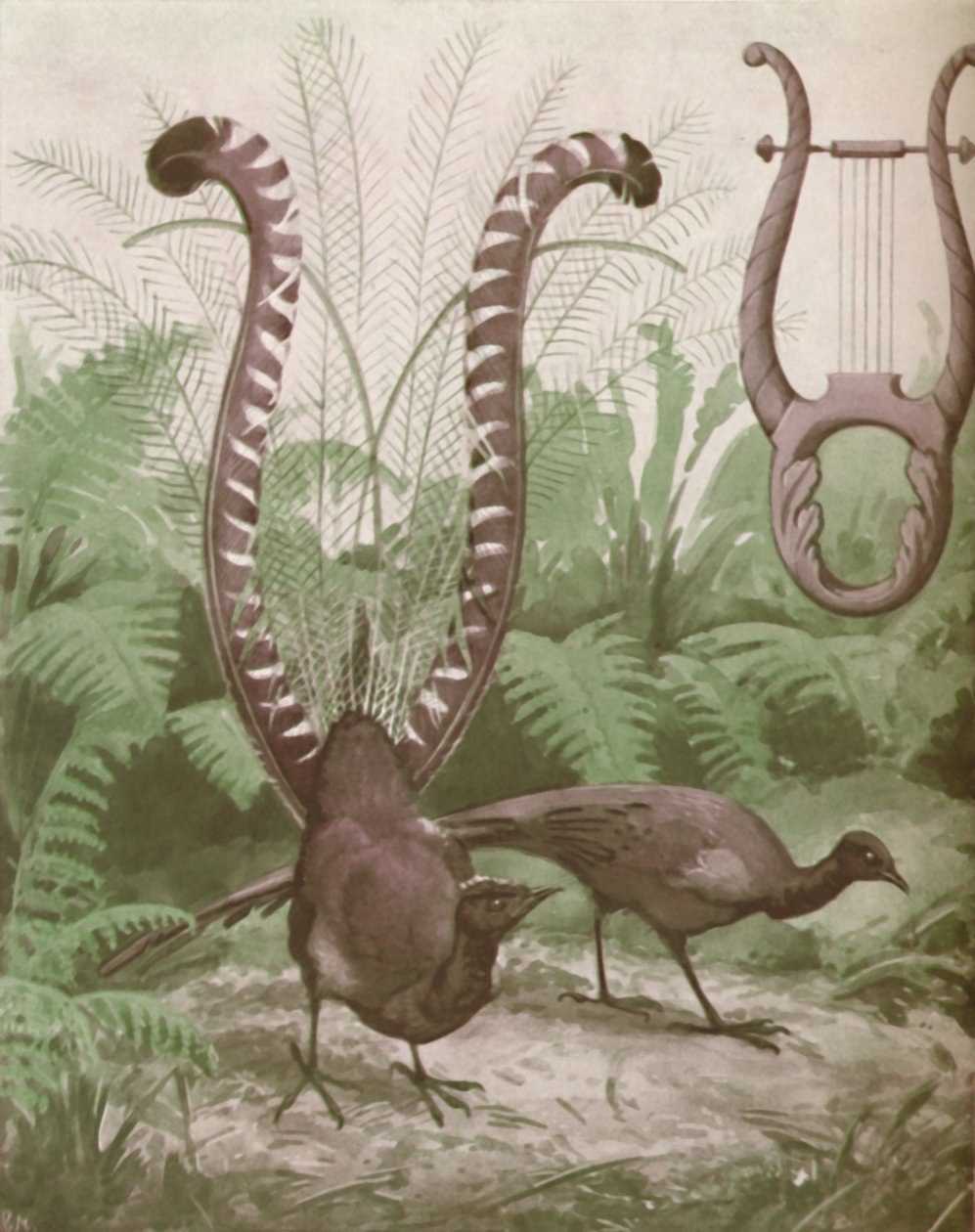The Wonderful Tail of the Lyre Bird, 1935 by Unbekannt