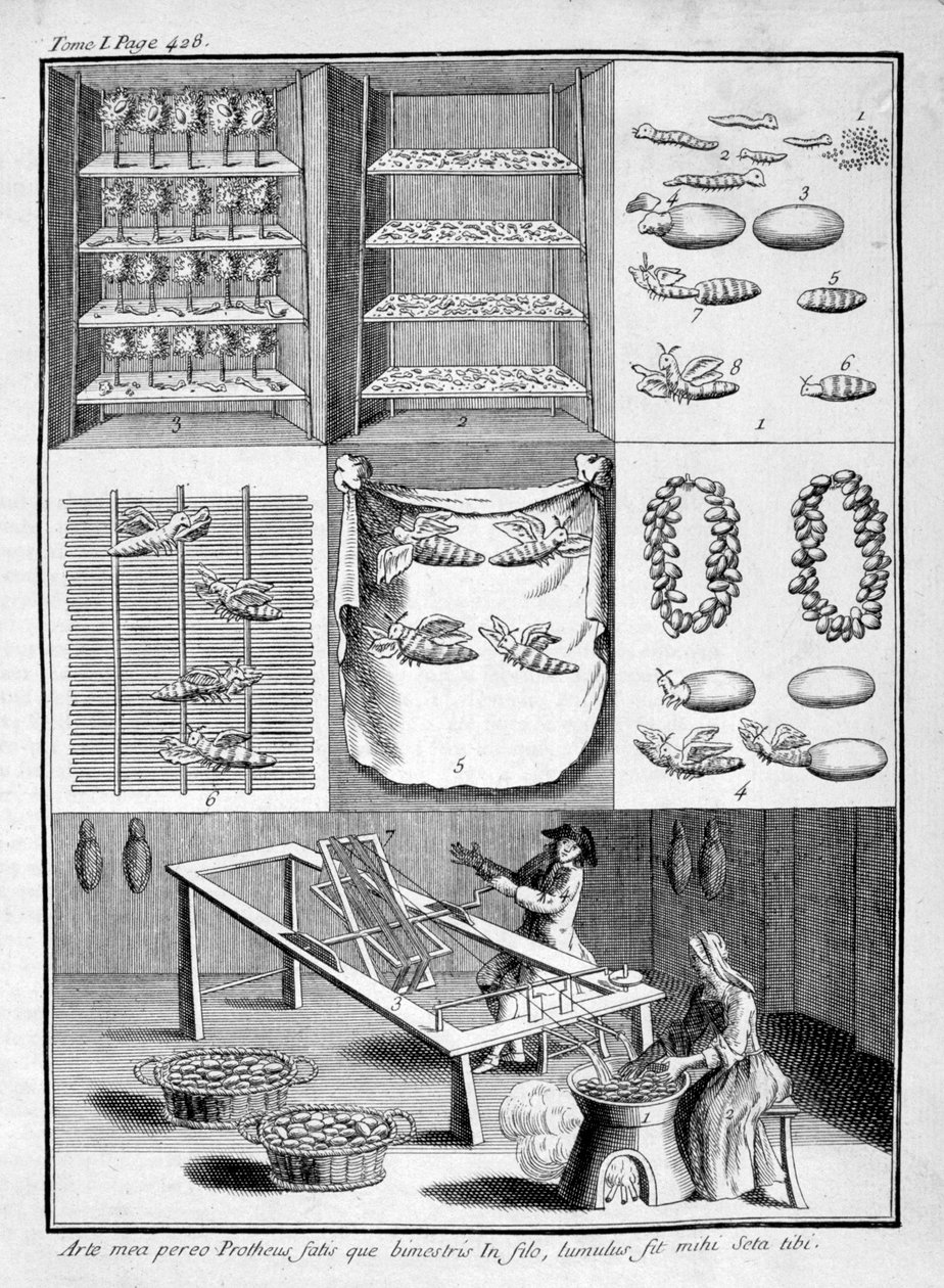 The Breeding of Silk Worms, 1775 by Unbekannt