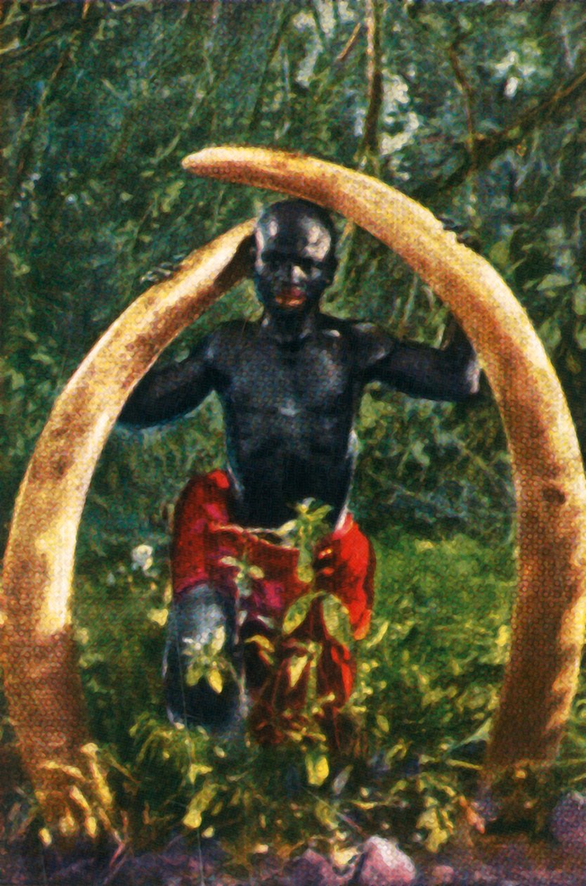 Tusks of an African Elephant, c. 1928 by Unbekannt