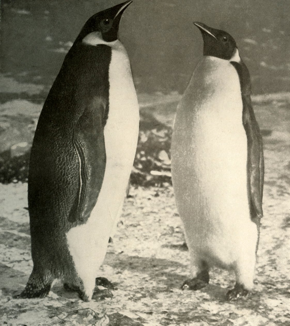 Two Emperor Penguins by Unbekannt