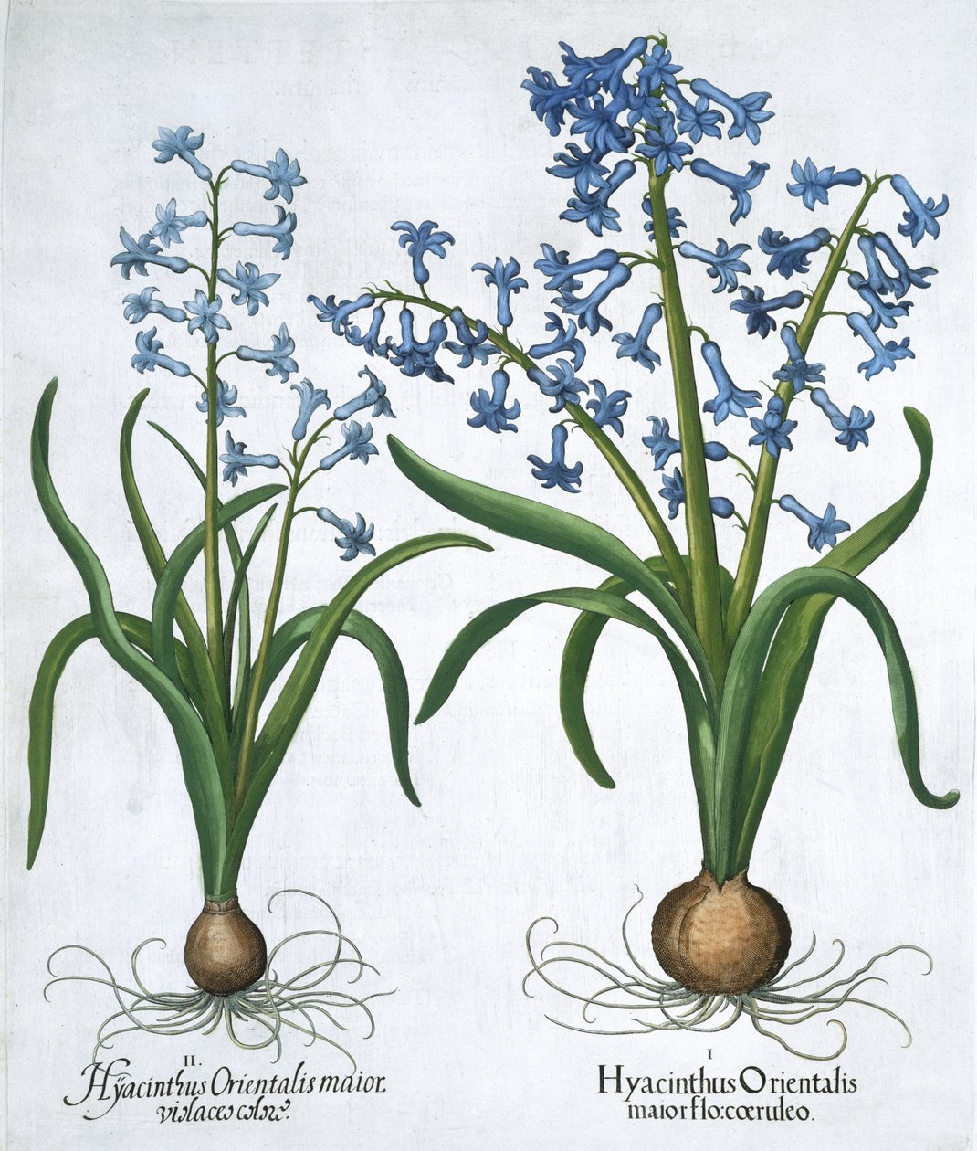 Two Blue Hyacinths by Unbekannt