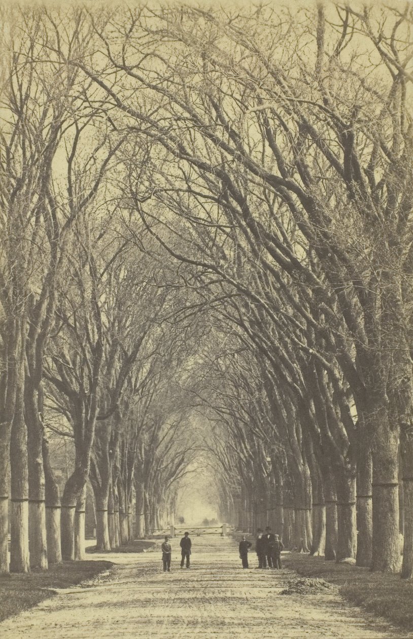 Untitled Avenue of Trees by Unbekannt