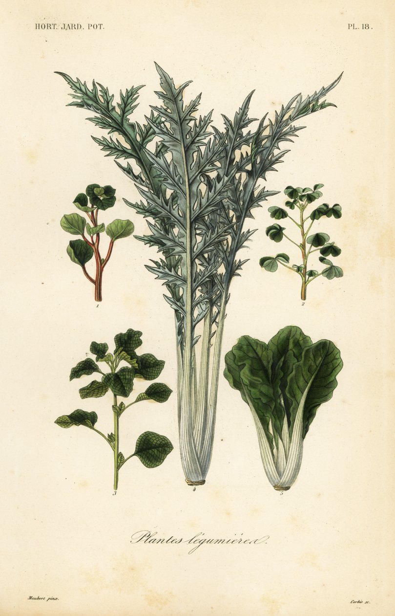 Vegetables by Unbekannt