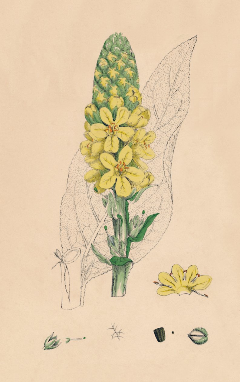 Verbascum Thapsus. Great Mullein by Unbekannt