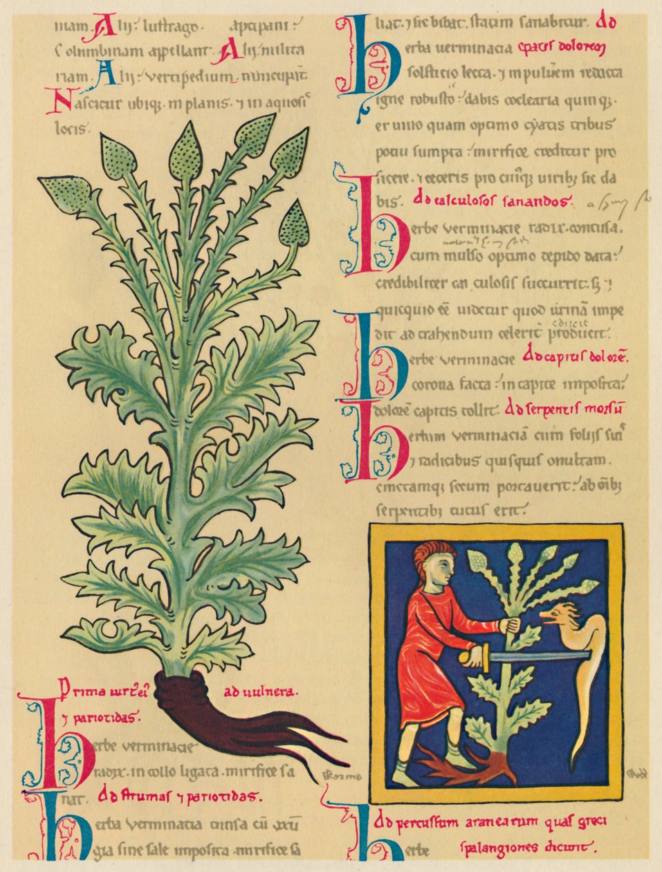 Verbena or Vervain by Unbekannt