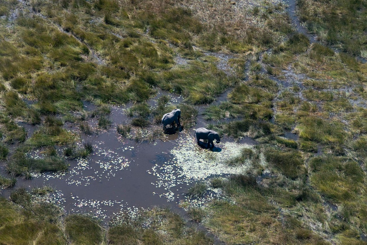 Aerial Views from Savute Elephant Camp, Chobe National Park and from Eagle Island Camp Outside the Moremi Game Reserve, Botswana by Unbekannt Unbekannt