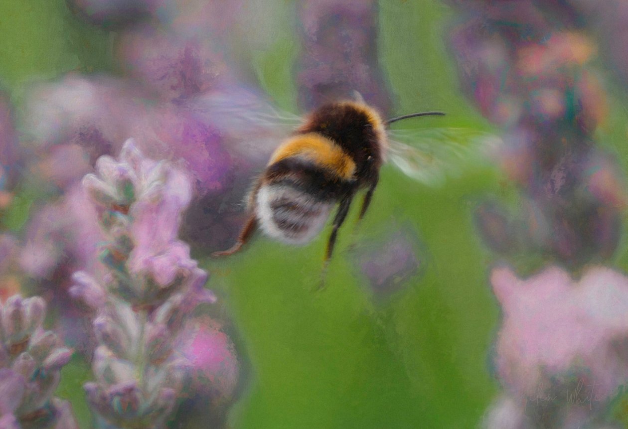 Bee in Lavender by Unbekannt Unbekannt