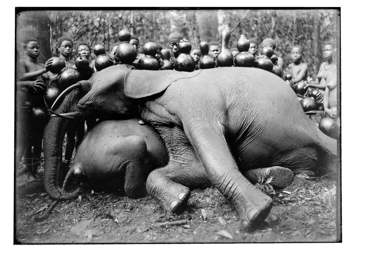 Elephant, c.1910 by Unbekannt Unbekannt