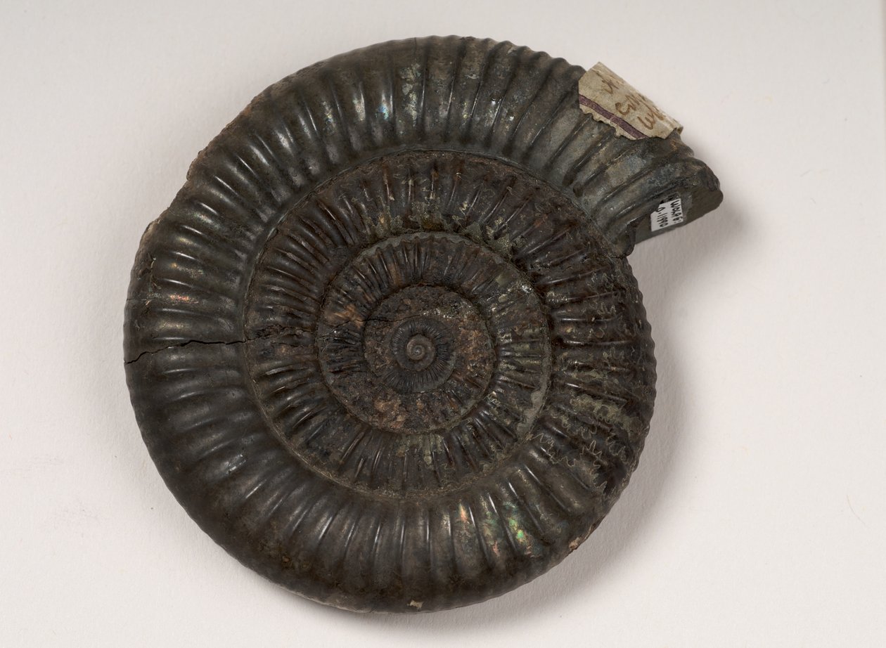 Fossil Ammonite Identified as Dactylioceras sp., Approximately 190 Million Years Old by Unbekannt Unbekannt