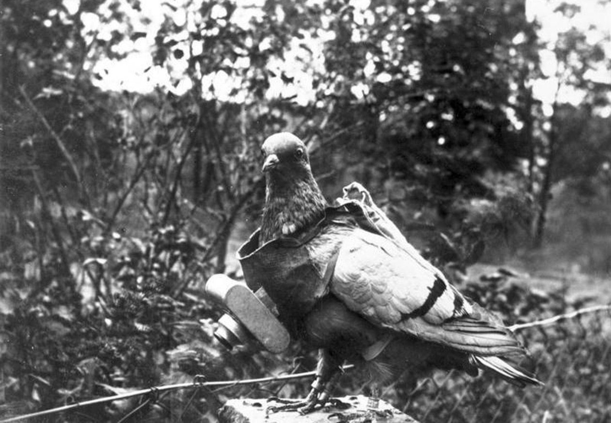 Pigeon Photographer by Unbekannt Unbekannt