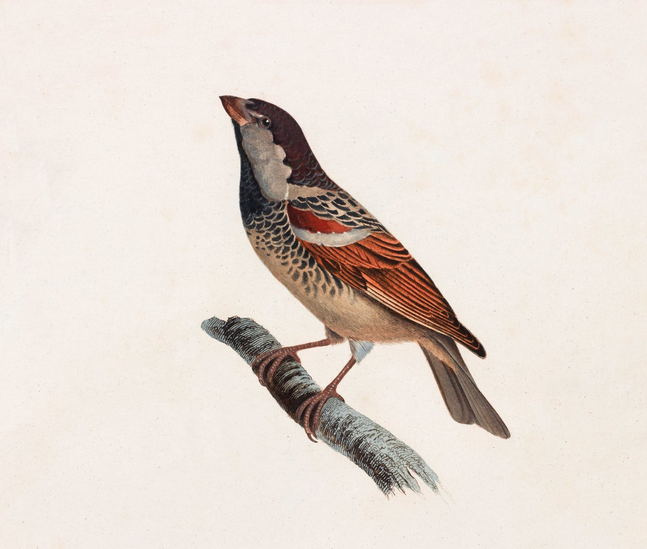 Bird (color illustration) by Unbekannt