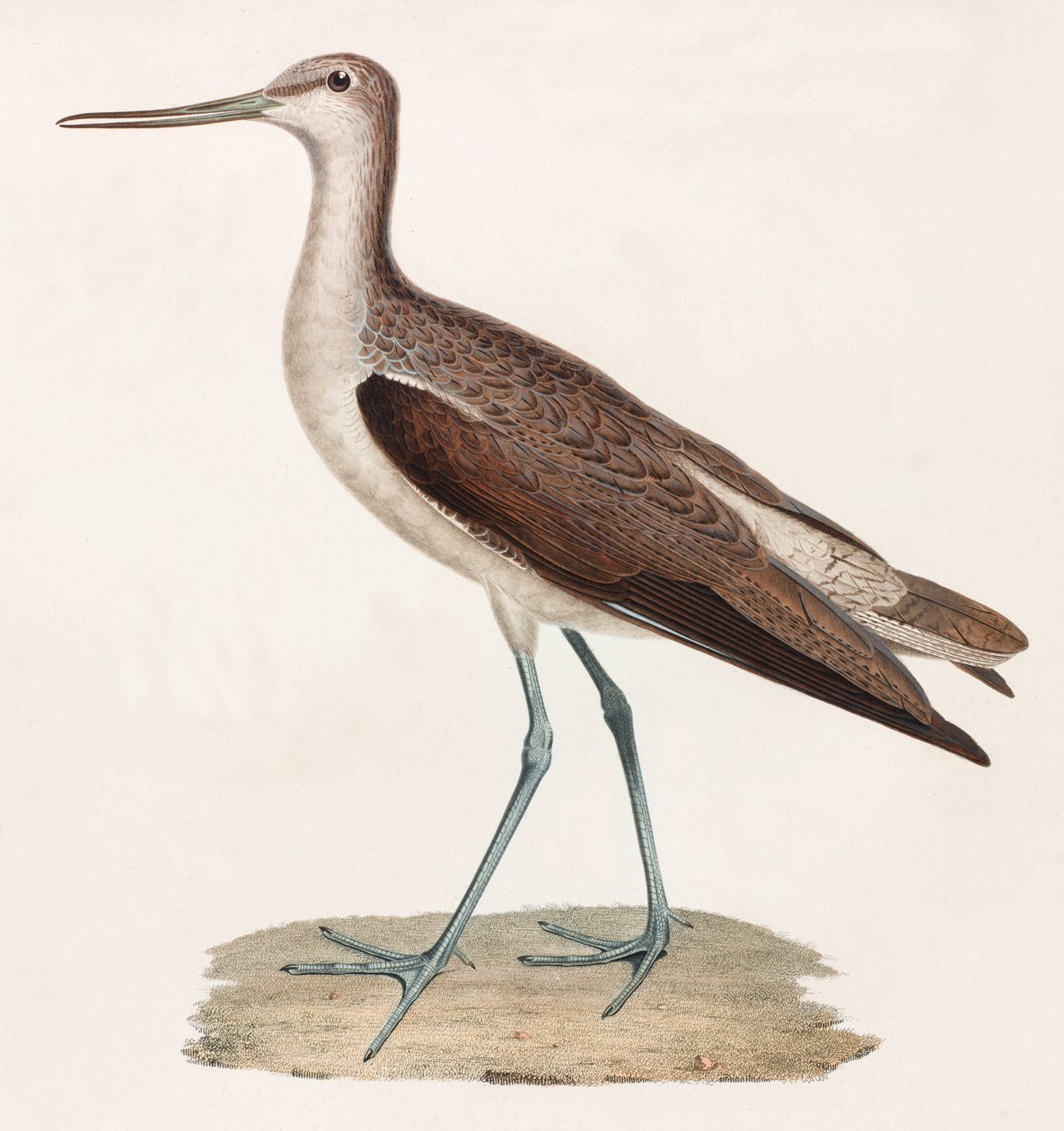 Bird (color illustration) by Unbekannt