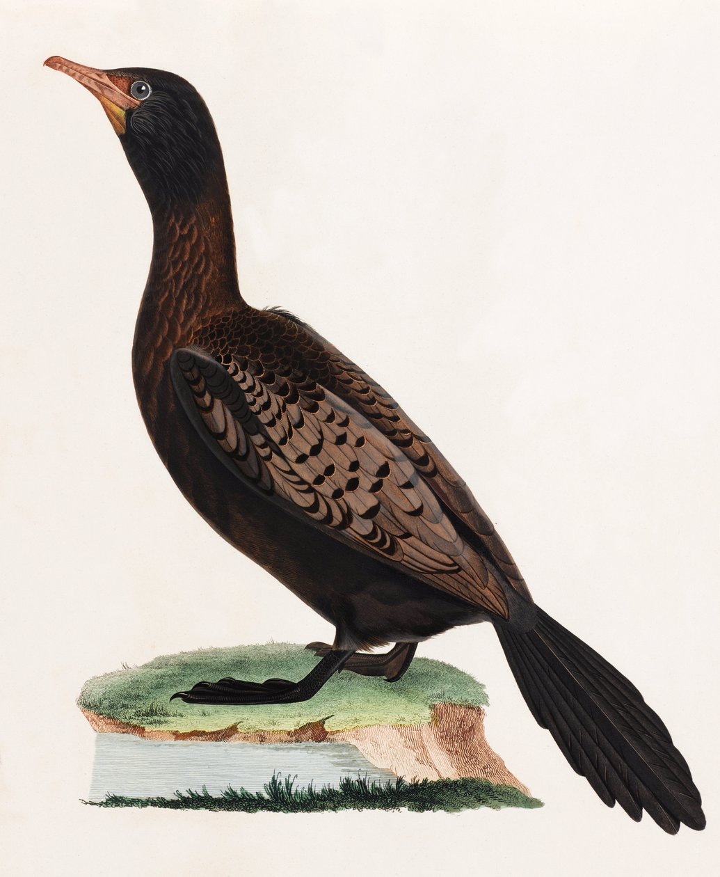 A Colour Illustration of a Bird by Unbekannt