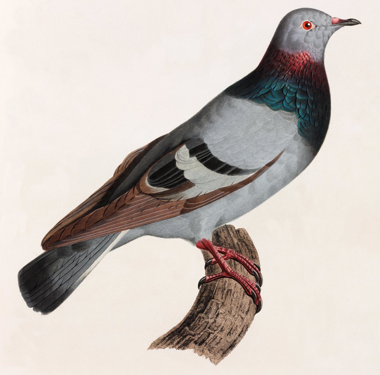 A Color Illustration of a Pigeon by Unbekannt