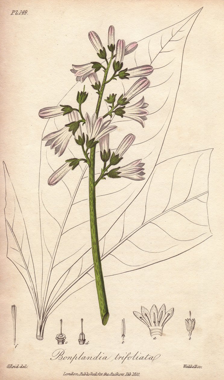 Angostura Tree, Angostura Trifoliata by Unbekannter Künstler