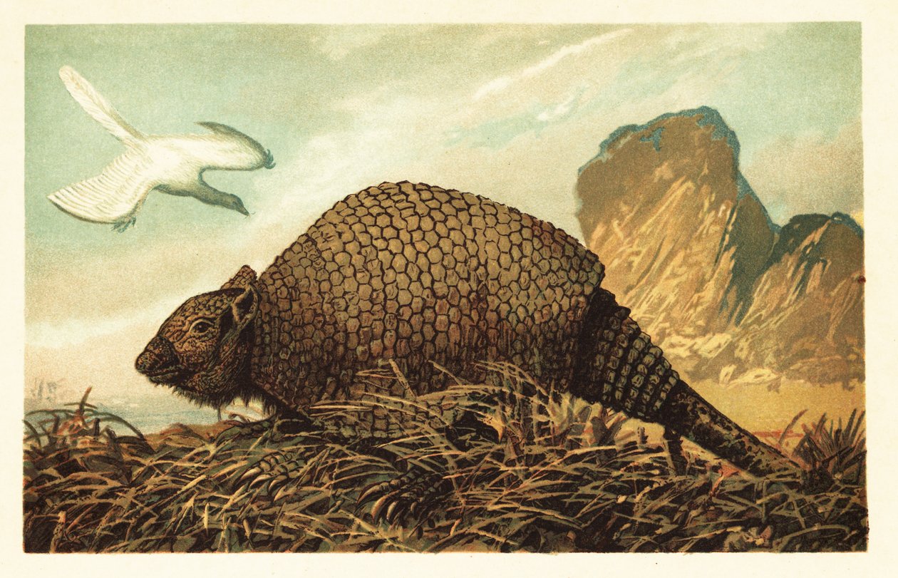 Archaeopteryx lithographica and Panochthus tuberculatus (lithograph) by Unbekannter Künstler