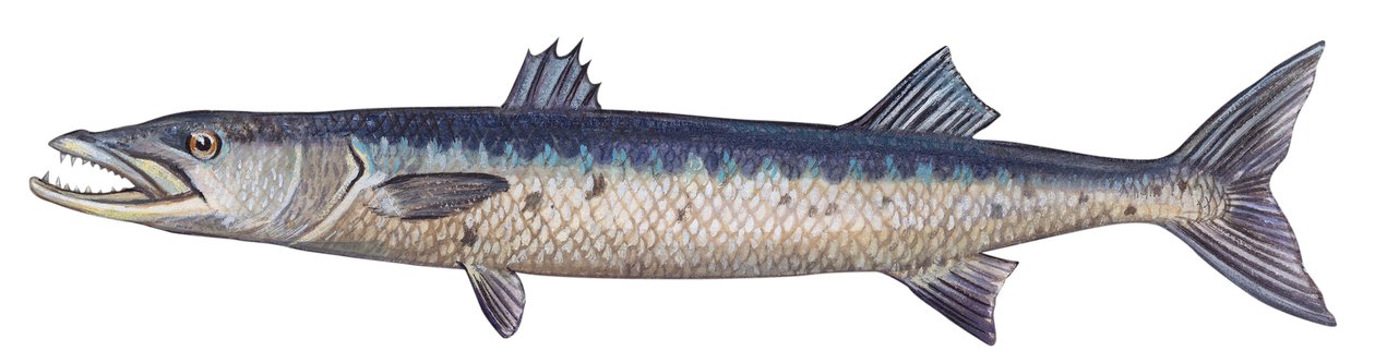 Great barracuda (Sphyraena barracuda) by Unbekannter Künstler