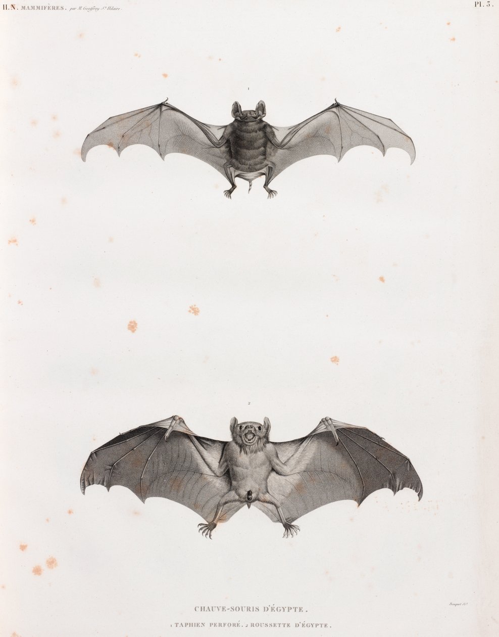 Bats in Egypt by Unbekannt