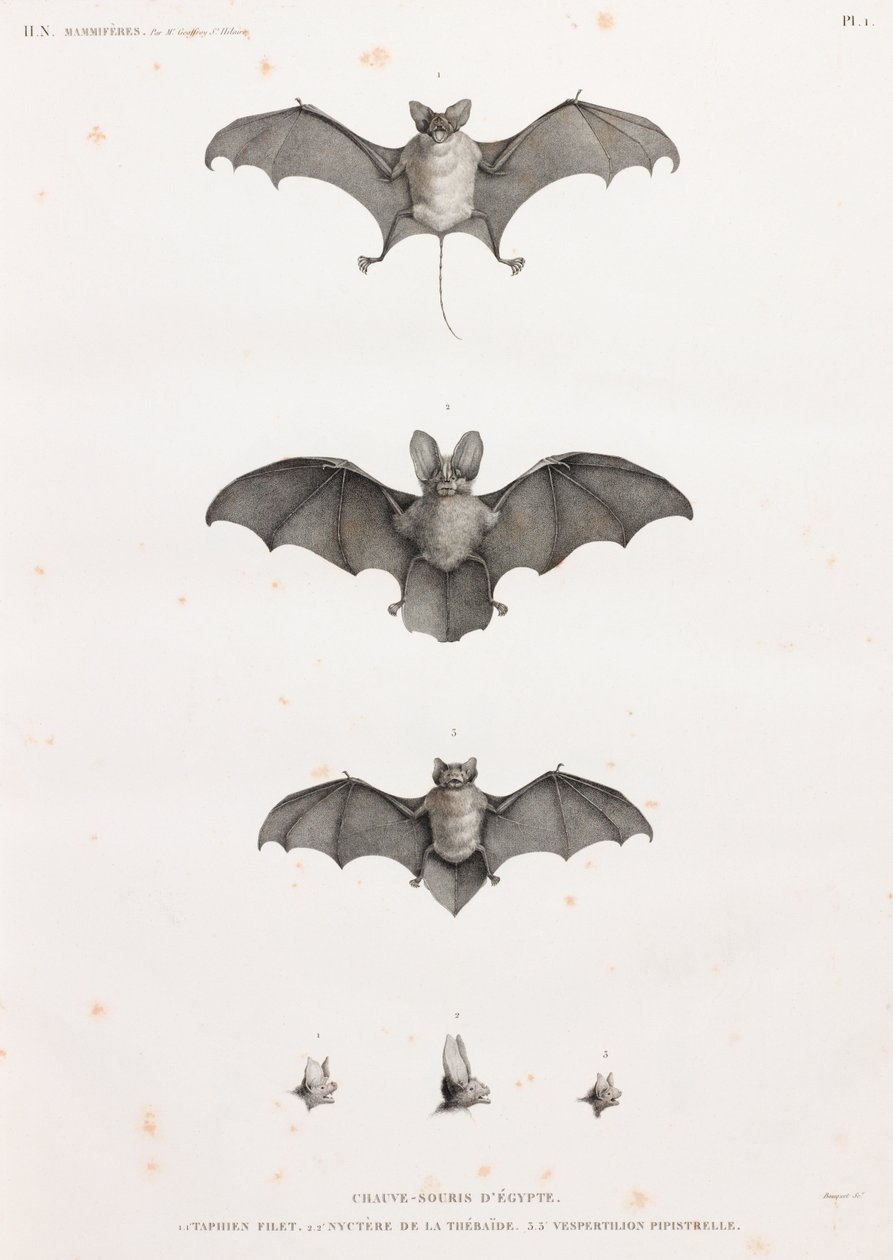 Bats in Egypt by Unbekannt