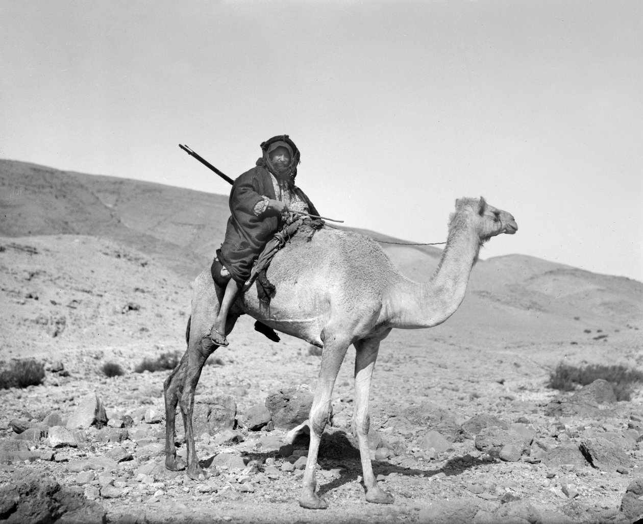 Bedouin riding a camel, c.1936 by Unbekannt