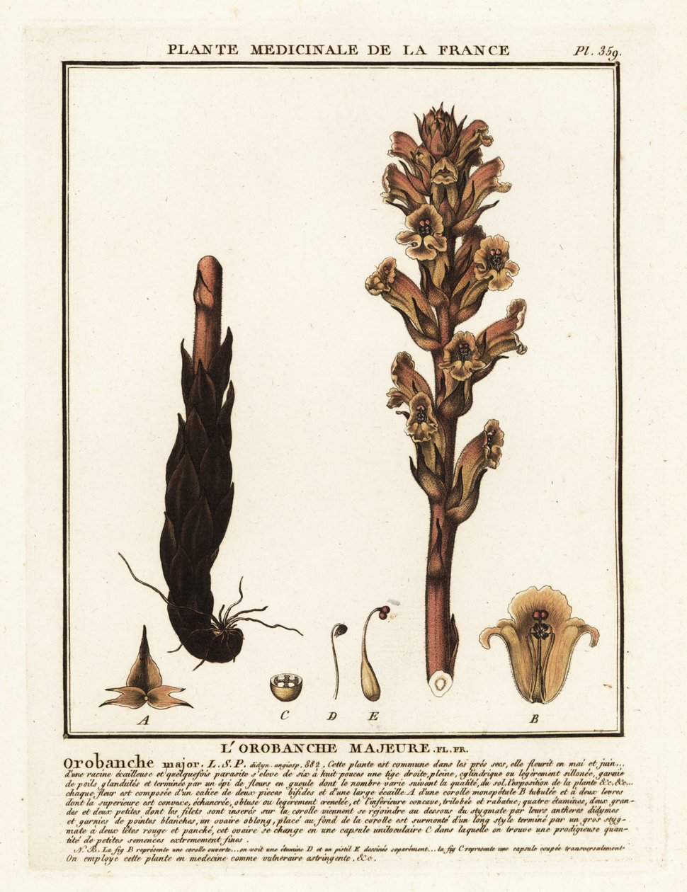 Bedstraw Broomrape; Orobanche Caryophyllacea by Unbekannter Künstler