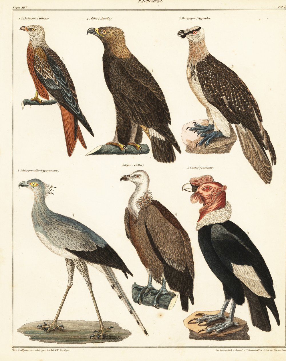 Birds of Prey (lithograph) by Unbekannter Künstler