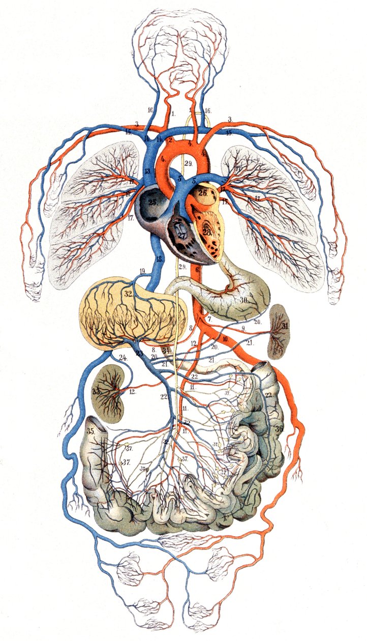 Blood Circulation, c. 1880 (Print) by Unbekannter Künstler