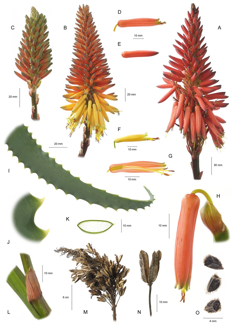Botanical board / Aloe Arborescens / Aloe Arborescent by Unbekannt
