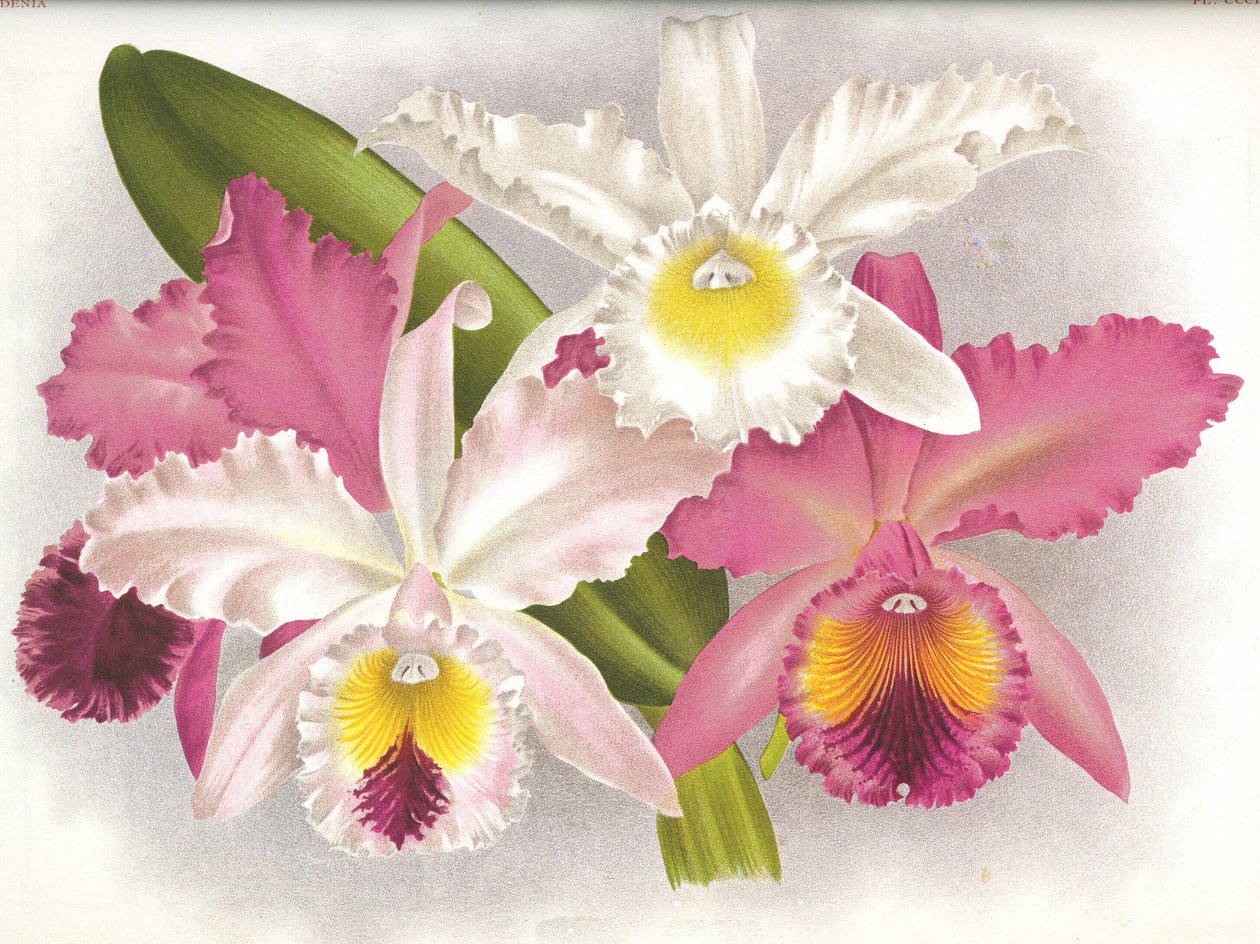 Botanical Board: Cattleya labiata by Unbekannt