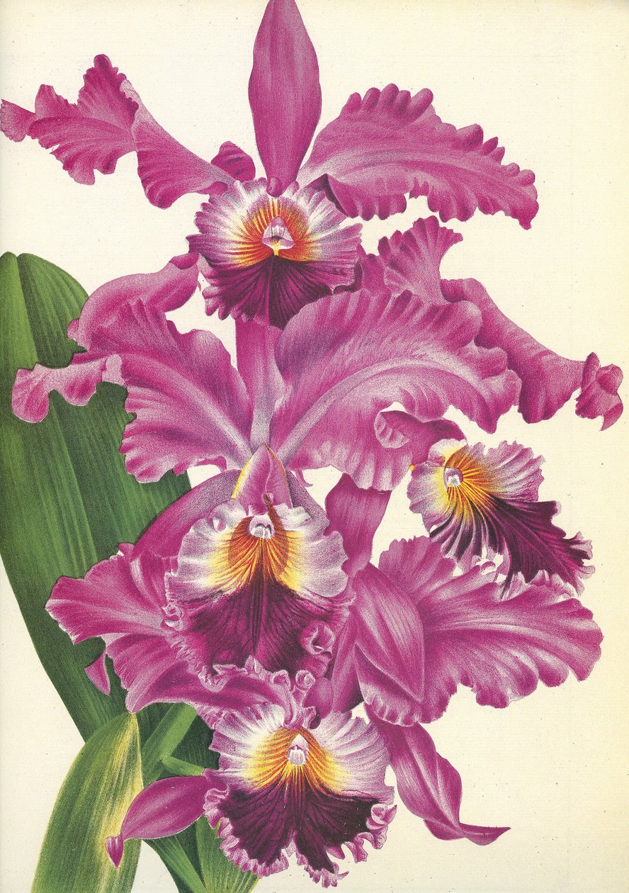 Botanical Board: Cattleya labiata var. Perfecta by Unbekannt