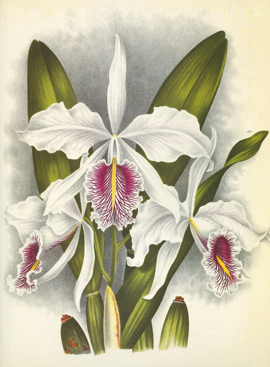 Botanical Board: Cattleya Maxima var. Virginalis by Unbekannt