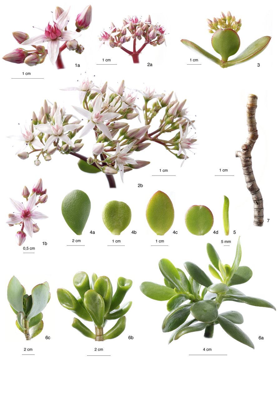 Botanical board / Crassula Ovata by Unbekannt