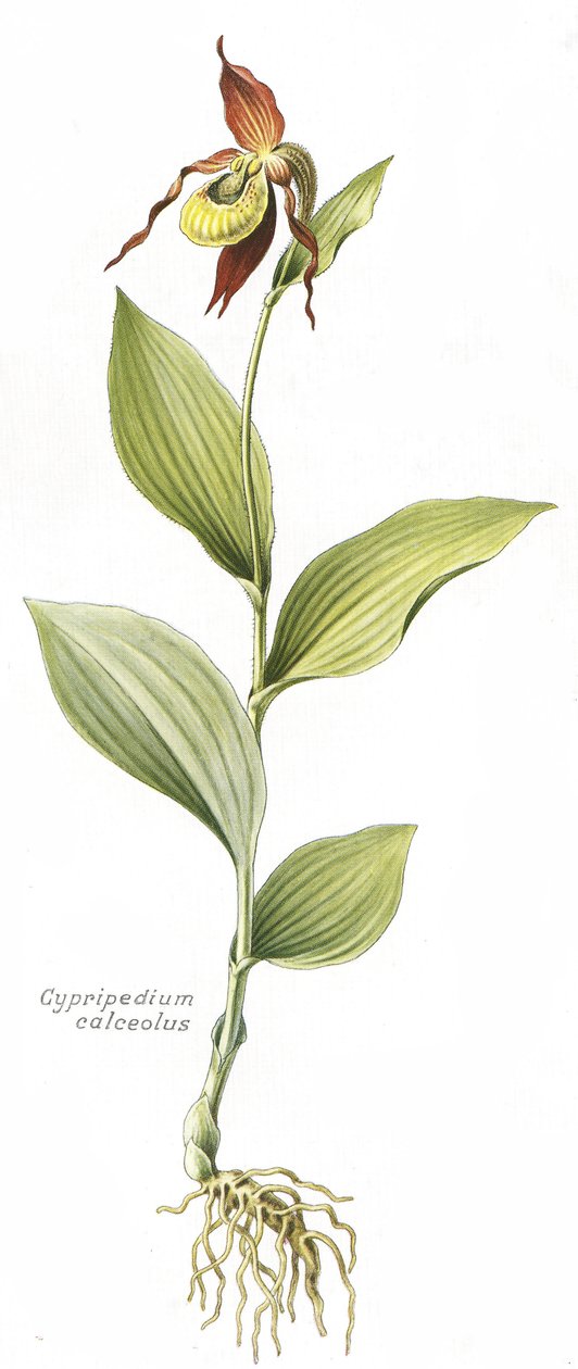 Botanical Board of Cypripedium Calceolus (Venus