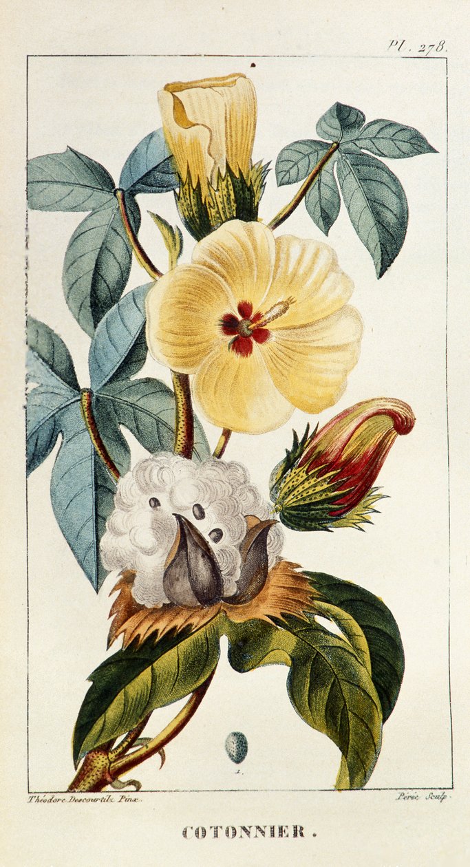 Botanical Board of Cotton by Unbekannt