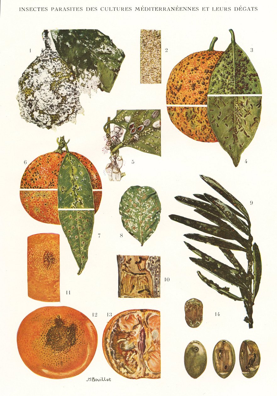 Botanical Board: Insect Pests of Mediterranean Crops by Unbekannt
