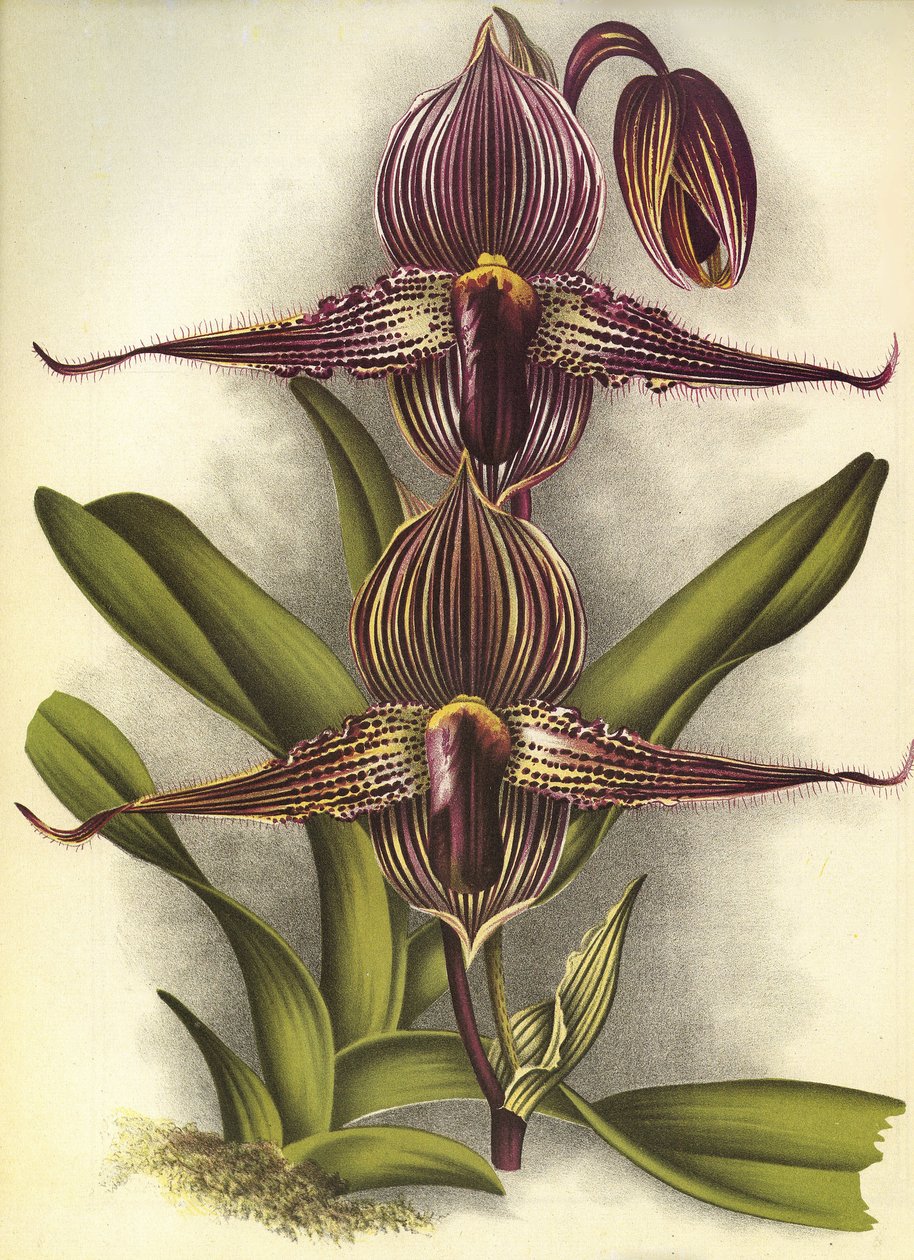 Botanical Board/Paphiopedilum Rothschildianum/Lindenia by Unbekannt