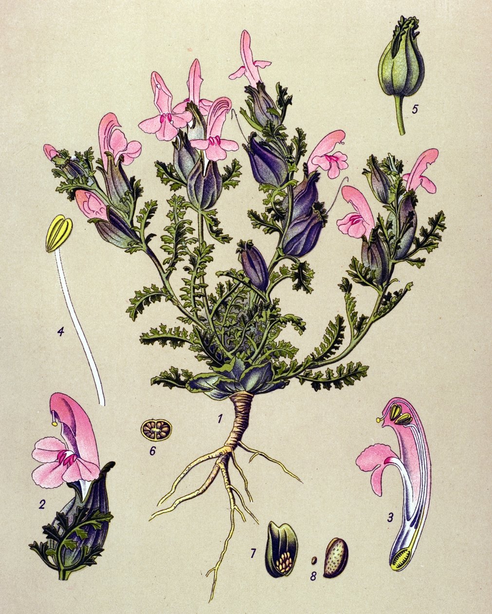 Botanical Board, Plant: Pedicularis sylvatica by Unbekannter Künstler