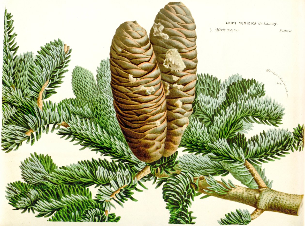 Botanical illustration / Abies Numidica / Algerian Fir / Numidie Fir by Unbekannt