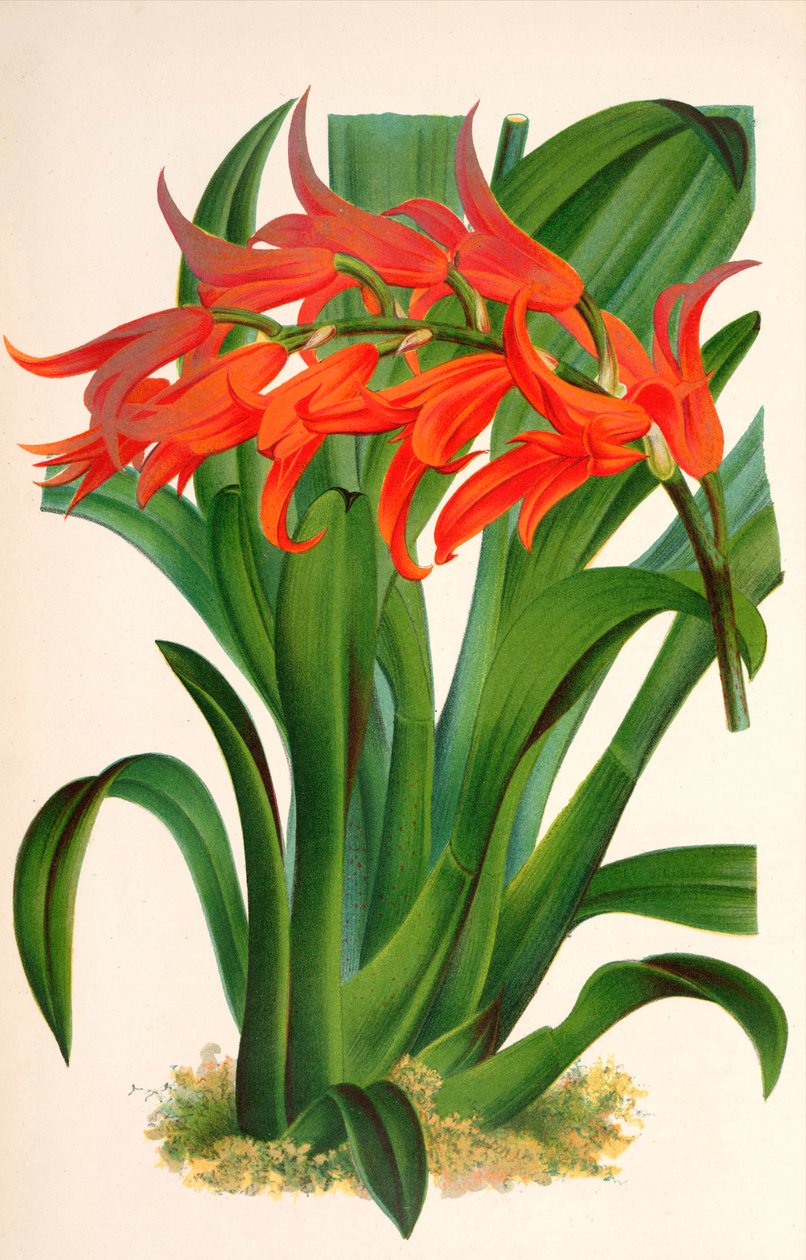 Botanical illustration / Ada Aurantiaca by Unbekannt