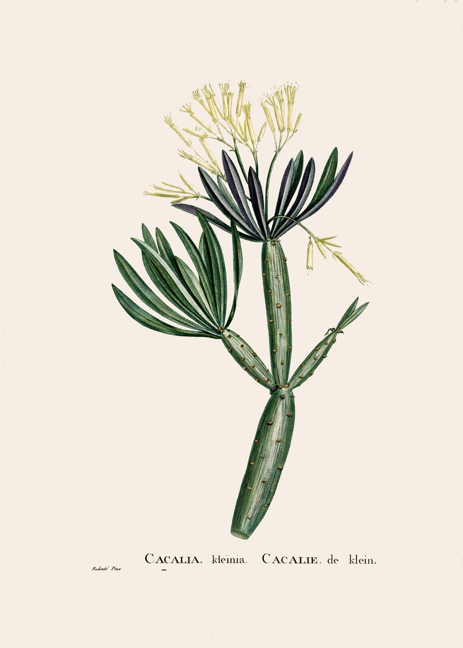 Botanical illustration/Redoubt/Senecio kleinia/Senecon by William M. Timlin