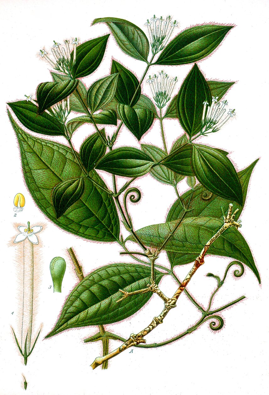 Strychnos toxifera, Curare by Unbekannt