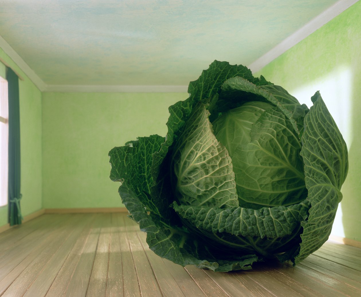 Cabbage (after Magritte) by Unbekannter Künstler