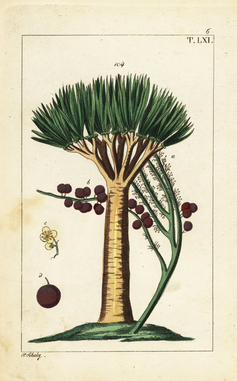 Canary Islands dragon tree, Dracaena draco. Vulnerable. by Unbekannter Künstler