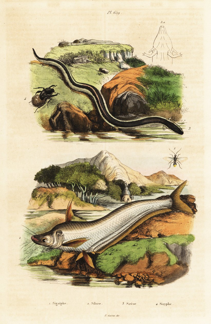 Catfish, Dwarf Siren, Wasp and Beetle by Unbekannter Künstler