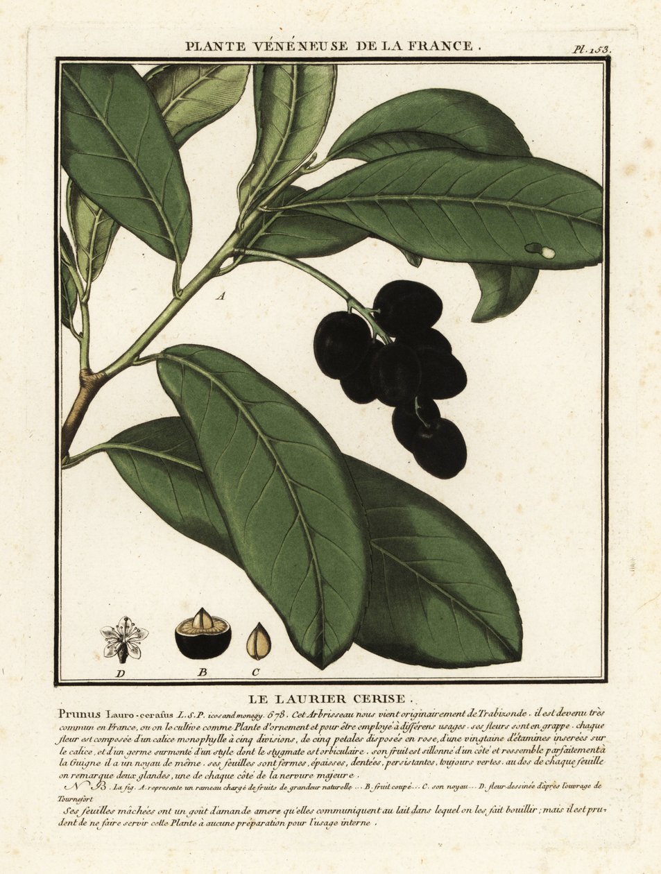 Cherry laurel by Unbekannter Künstler