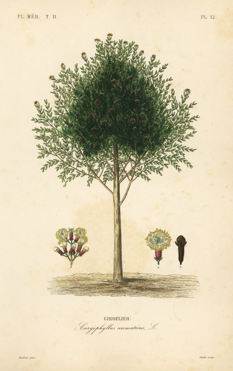 Clove tree by Unbekannt