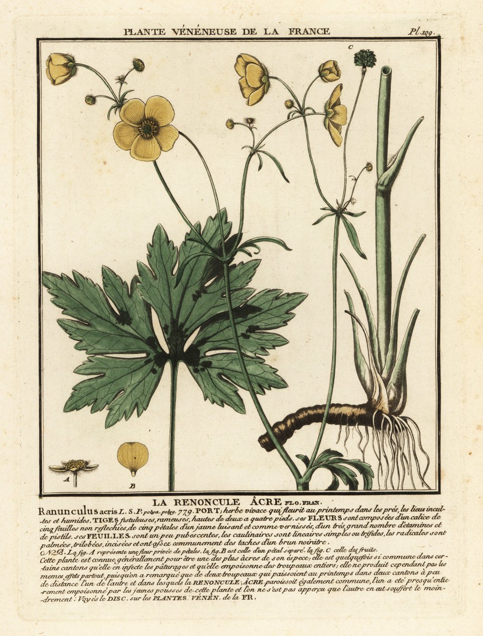 Common buttercup, Ranunculus acris by Unbekannter Künstler