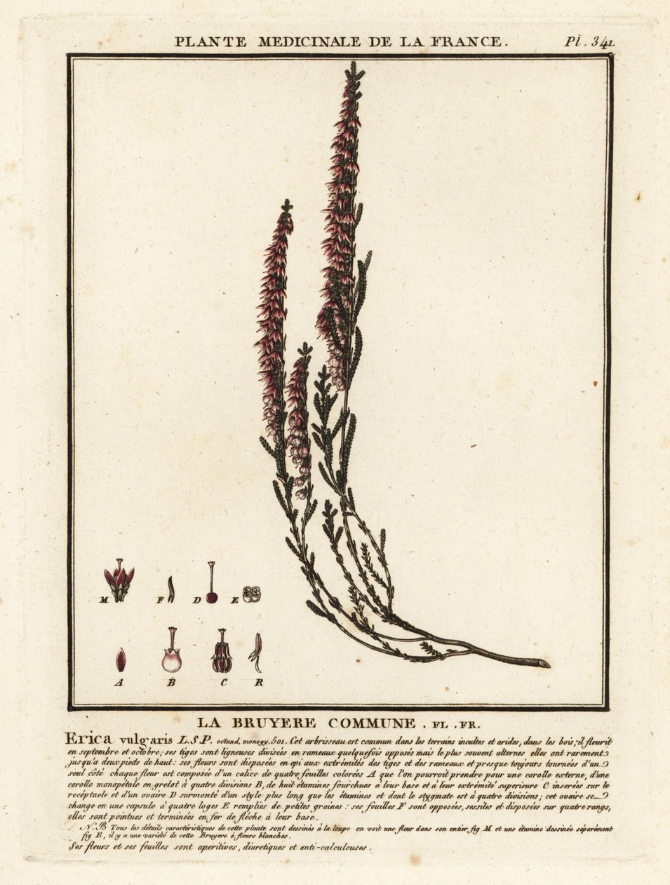 Common Heather, Calluna vulgaris by Unbekannter Künstler